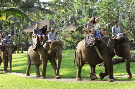 Elephant ride